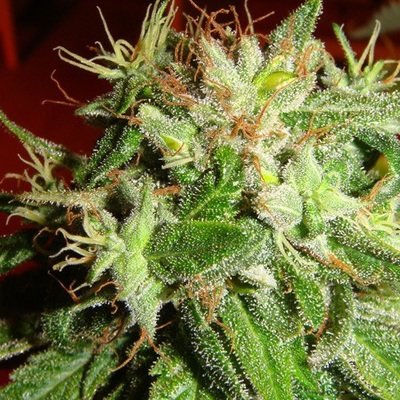 Soma Seeds - Kushadelic (reg.) 05118