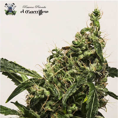 Xtreme Seeds - South Mountain Cheese (fem.) extr6