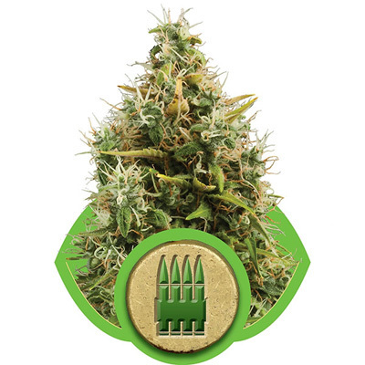 Royal Queen Seeds - Royal AK Automatic (auto/fem.) 04044