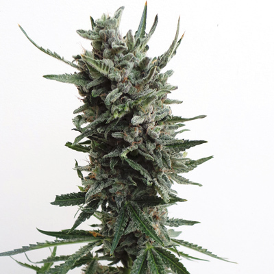 T.H. Seeds - Auto Critical HOG (auto/fem.) 03738