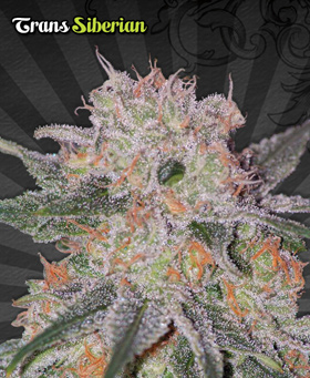 Auto Seeds - Trans Siberian (auto/fem.) 00229