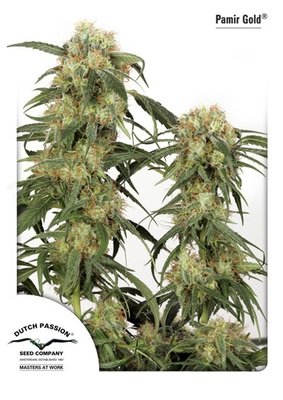 Dutch Passion - Pamir Gold (fem.) 03566