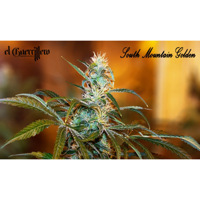Xtreme Seeds - South Mountain Golden (fem.) extr7