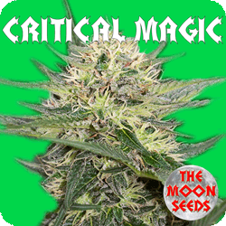 The Moon Seeds - Critical Magic (fem.) moon2