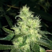 Medical Seeds - Bluehell (fem.) SMS3754