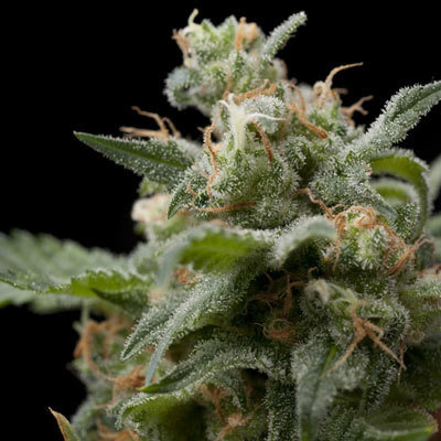Pyramid Seeds - Super OG Kush (fem.) 05181