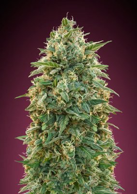 Advanced Seeds - Amnesia (fem.) 05208