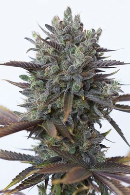 Dinafem - Purple Orange CBD (fem.) 05159