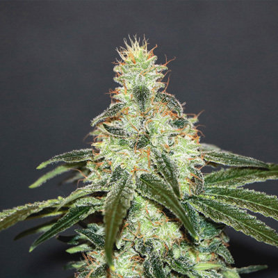 Kannabia Seeds - Mataro Blue CBD (fem.) 05388