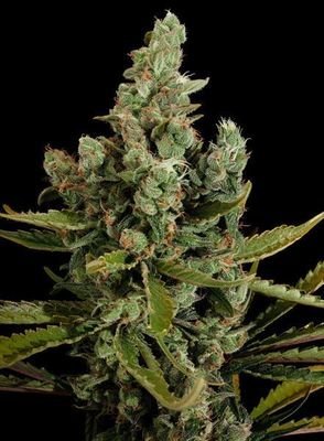 Dinafem - Cheese (fem.) 01107