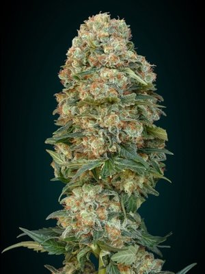 Advanced Seeds - Afghan Skunk (fem.) 03538