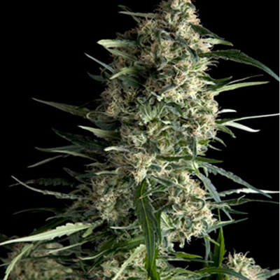 Pyramid Seeds - Galaxy (fem.) 01758