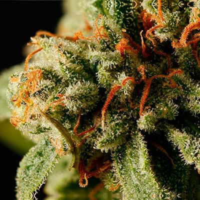 Dinafem - Sweet Deep Grapefruit (fem.) 01083