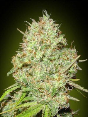 Advanced Seeds - Shark Widow (fem.) 05226