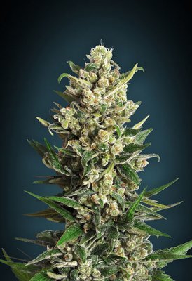 Advanced Seeds - Ice Kush (fem.) 05223