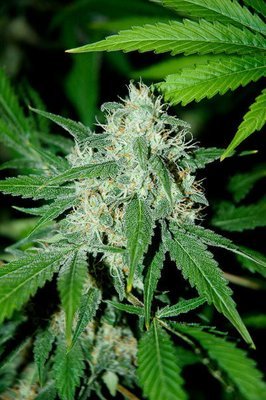 Advanced Seeds - Haze Mist (fem.) 05219