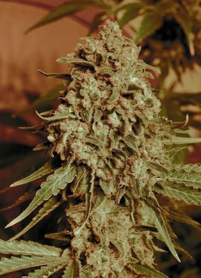 Advanced Seeds - Somango Widow (fem.) 05227