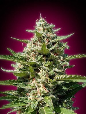 Advanced Seeds - White Kush (fem.) 05228
