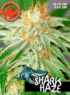 Pure Seeds - Shark Haze (fem.) 05068
