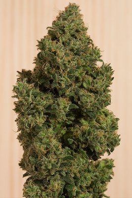 Humboldt Seed Organization - Blue Dream CBD (fem.) 04910