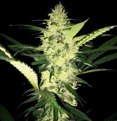 T.H. Seeds - La S.A.G.E. (fem.) 04974