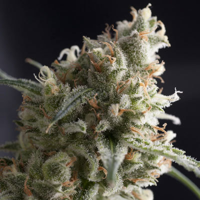 Pyramid Seeds - Lennon (fem.) 01760