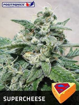 Positronics - Super Cheese (fem.) 02763