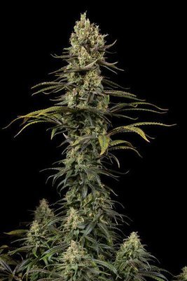 Dinafem - Early Amnesia CBD (fem.) 05135