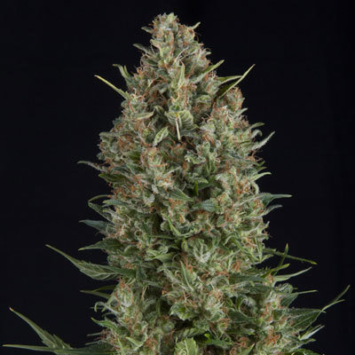 Pyramid Seeds - Wembley (fem.) 01767