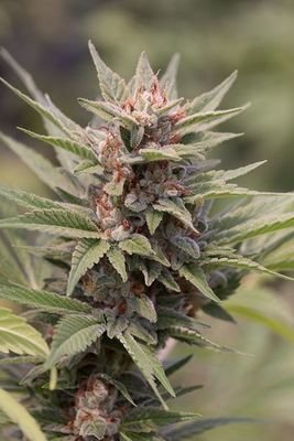 Dinafem - Diesel (fem.) 01116
