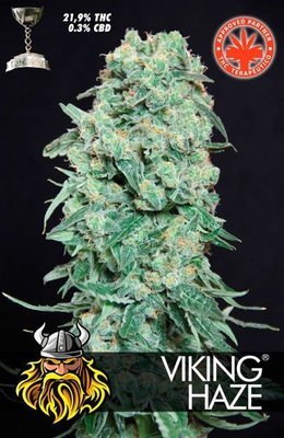 Pure Seeds - Viking Haze (fem.) 05072