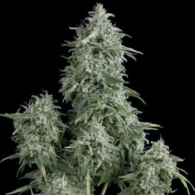 Pyramid Seeds - Anubis (fem.) 01751