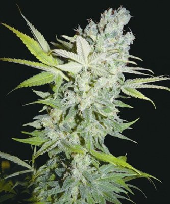 Biohazard Seeds - Criminal Jack (fem.) 04663