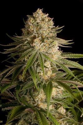 Dinafem - Critical Kush (fem.) 01113