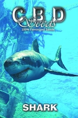 CBD Seeds - Shark (fem.) 04692