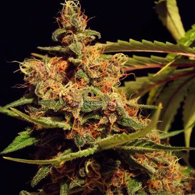 Green Devil Genetics - Cheesecake (fem.) 05017