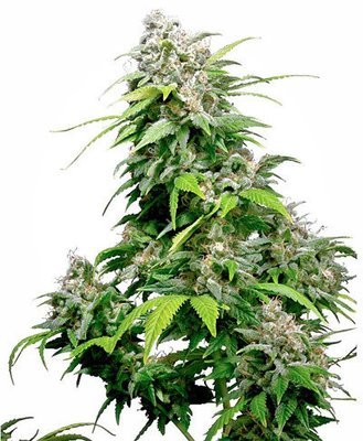 Sensi Seeds - California Indica (fem.) 05424