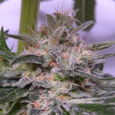 Ace Seeds - Bubba Hash (fem.) 04955