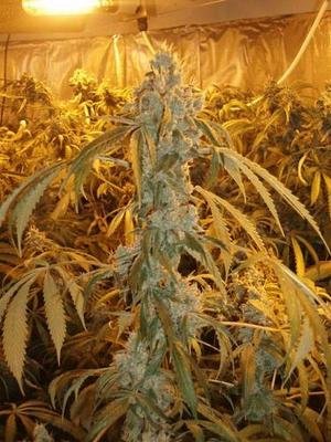 Green Devil Genetics - Orange Haze (fem.) 05021