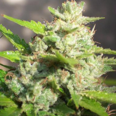 Biohazard Seeds - Jawar (fem.) 04665