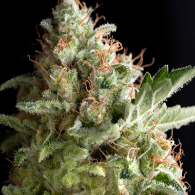 Pyramid Seeds - American Pie (fem.) 01753
