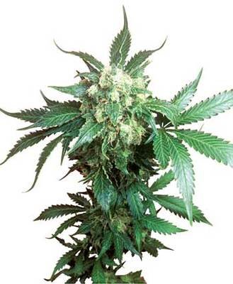 Sensi Seeds - Black Domina ® (fem.) 04960