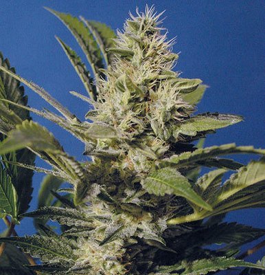 T.H. Seeds - Chocolate Chunk (fem.) 05236