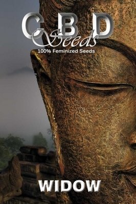 CBD Seeds - Widow (fem.) 04694