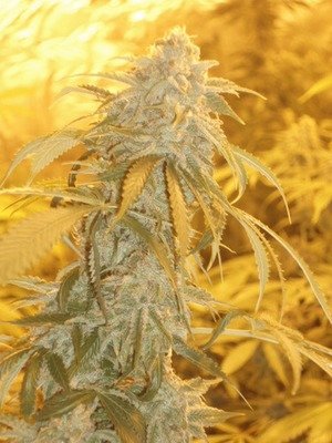 Green Devil Genetics - Orange Kush (fem.) 05022