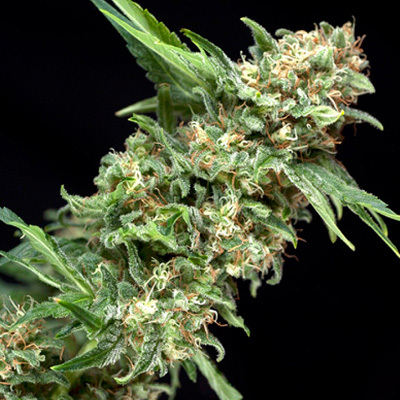 Pyramid Seeds - Alpujarreña (fem.) 01749