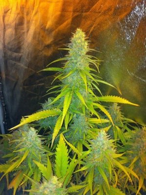 CBD Seeds - Mexican Haze (fem.) 04713