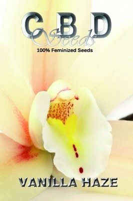CBD Seeds - Vanilla Haze (fem.) 04696