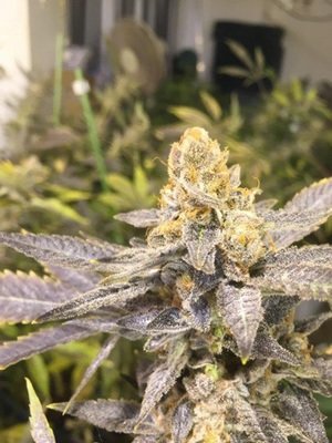 CBD Seeds - Orange Big Bud (fem.) 04714