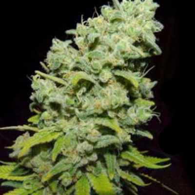 Biohazard Seeds - Psicotropic (fem.) 04668
